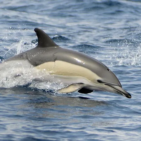 度假居 Casa Da Faja